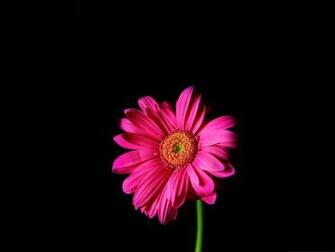 Wallpaper For Computer Hot Pink Gerber Daisy On Dark Background