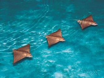 Wallpaper Caribbean Holidays Beach Holiday Cayman Islands