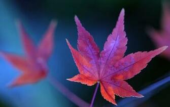Nature Leaf Wallpaper Photography Leaves