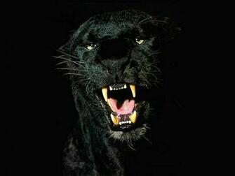 Black Jaguar Animal Wallpaper Jpg