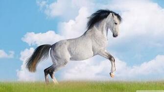 Horse Running High Definition Fullscreen Lovers Wallpaper For Mobile