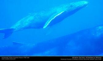 Hawaiian Islands Humpback Whale Desktop Wallpaper