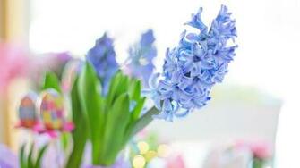Easter Blue Hyacinth Flower Spring Wallpaper File HD