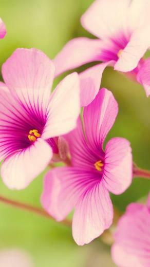 Flower iPhone Plus Wallpaper HD