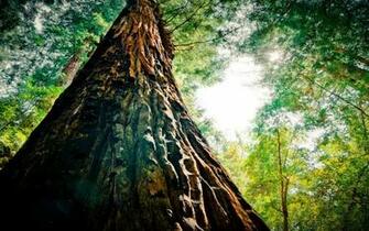 Pine Tree Forest Green Wallpaper HD