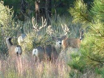 Monster Mule Deer