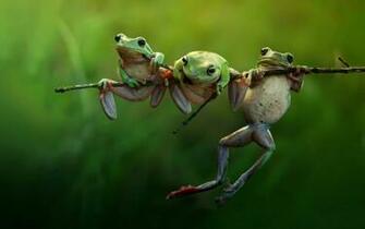 Frogs Animals Nature Amphibians Wallpaper Gallery