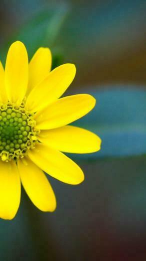 Macro Flowers HD iPhone Wallpaper