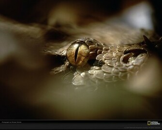 Gaboon Viper Photo Wallpaper Photos