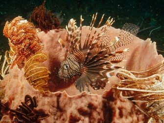 Lionfish Wallpaper HD