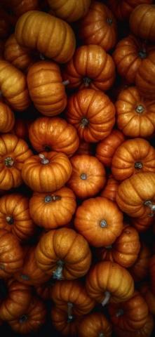 Pumpkins Halloween Vegetables Harvesting
