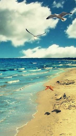 Salt Life Logo Wallpaper iPhone HD