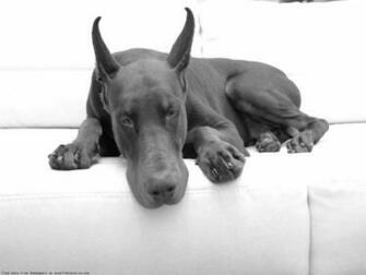 The Doberman Dog Desktop Wallpaper Pictures Online For Pc