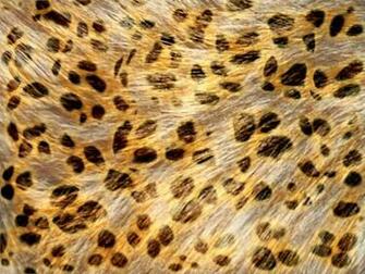 Free download Leopard print pattern [1600x1067] for your Desktop