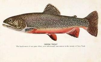 Brook Trout Photos And Wallpaper Nice Pictures