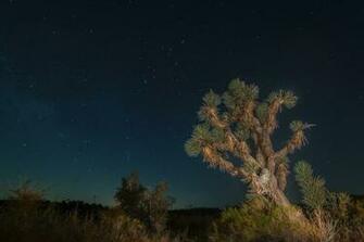 Collectie National Park Aarde Natuur Joshua Tree