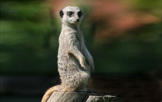 Meerkats Wallpaper Fun Animals Wiki Videos Pictures Stories