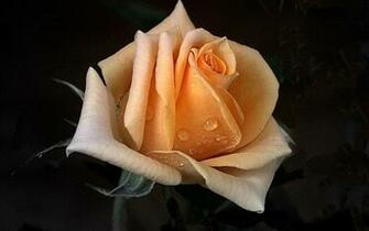 Roses Image Peachy Keen Gel E Haricot F Ve HD Fond D Cran And