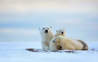 Polar Bears Bear Winter North Cold Snow Wallpaper Photos