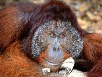 Name Get Rid Of Recession Animals Bornean Orangutan Pictures