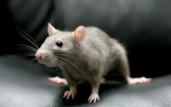 Mouse Animal Black Close Up
