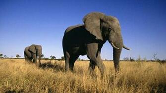Elephant HD Wallpaper High Quality