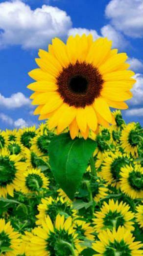 Daisy Mobile Phone Wallpaper HD For Phones
