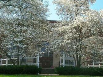 Michigan State University Desktop Wallpaper