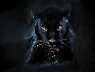 Black Panther By Superman8193