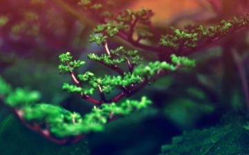 Macro Wallpaper Green Nature Vegetation Branch Leaf Plant Tree
