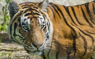 Tiger Big Cat Wallpaper High Quality Desktop Quoteko