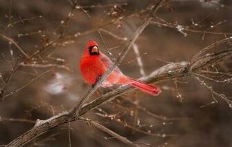 Wallpaper Bird Red Cardinal Branches Animals