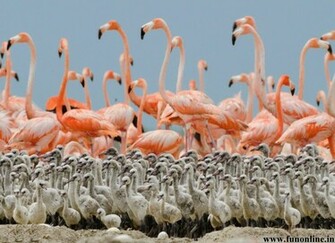 Flamingo Wallpaper Caribbean Flamingos HD