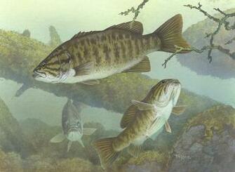 Fish Wallpaper Black Bass