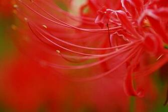 Red Flower Desktop Pc And Mac Wallpaper