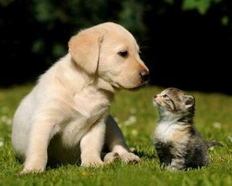 Kitten S Wallpaper All Wildlife Photographs