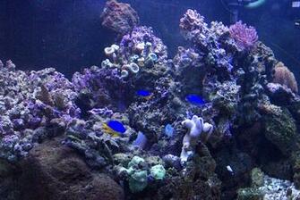 Related Pictures Coral Reef Live Wallpaper Mobile9 Car
