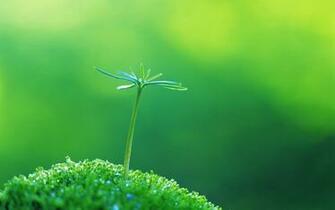 Spring Buds Eye Wallpaper HD S