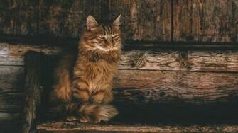 Persian Cat 5k Wallpaper HD Mafia