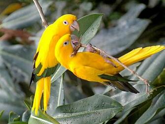 Beautiful Wallpaper For Desktop Birds HD
