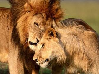 Adult Lions Wallpaper Two