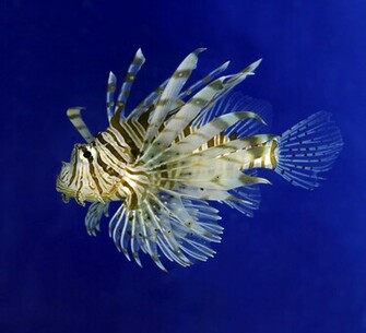 Lionfish Wallpaper