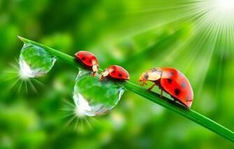 Wallpaper Greens The Sun Drops Macro Insects Rosa Rendering