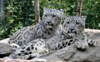 Majestic Snow Leopards Wallpaper