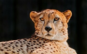 Cheetah On Black Wallpaper