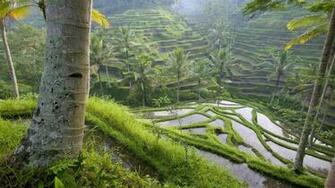 Rice Fields Bali Indonesia Wallpaper Top