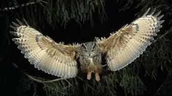 Owl Full HD Wallpaper Desktop