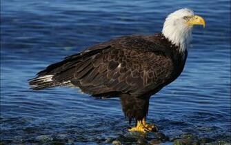 Bald Eagle HD Wallpaper