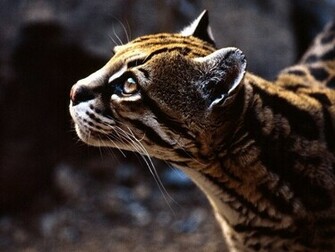 Horrible Ocelot Desktop Photo