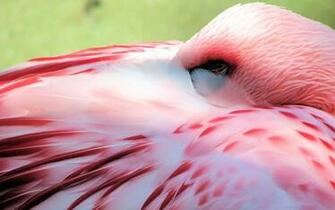 Flamingo Wallpaper